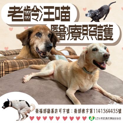 2026老齡汪喵醫療照護